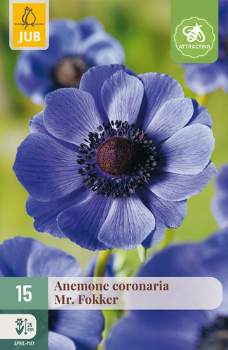 X 15 ANEMONE CORONARIA MR. FOKKER NJ