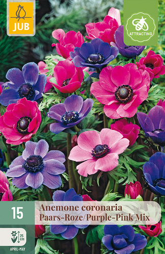 X 15 ANEMONE CORONARIA PAARS-ROZE MIX NJ