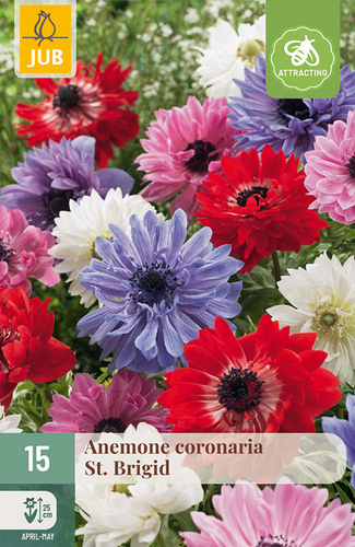 X 15 ANEMONE CORONARIA ST. BRIGID NJ