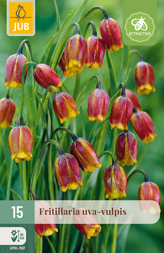 X 15 FRITILLARIA UVA VULPIS