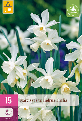 X 15 NARCISSUS TRIANDRUS THALIA