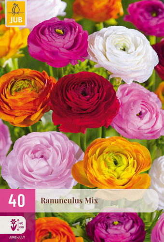 X 40 RANUNCULUS MIX NJ