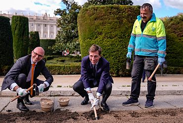 Proud of royal tulip garden in Madrid