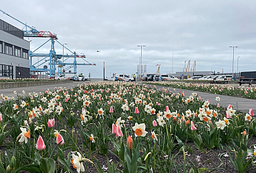 Bloembollen en vaste planten op zout stukje niemandsland