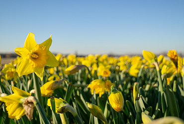Het is Lente!