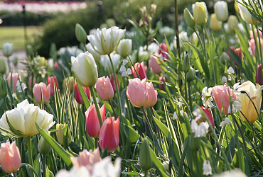 Keukenhof 2019