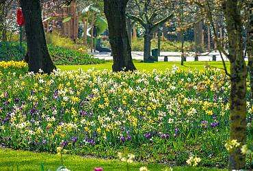 75 Jaar Keukenhof: Ontdek ons Indigo ontwerp!