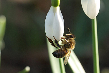 Biodiverstiteitsondersteuning door Koos Biesmeijer bij JUBdagen