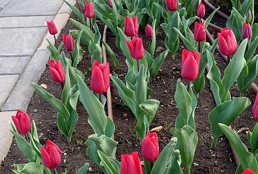 Tulp 'Uranus' in bloei in Roemeense parlementstuin