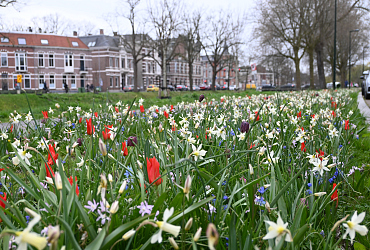 JUB Holland werkt samen met partners aan een duurzame bloembollenteelt 