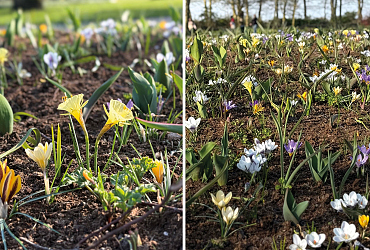 Spring Growth Has Begun in ‘A Mysterious Dutch Still Life’
