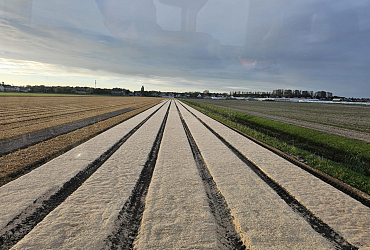 Greenfibre® : Fibres de bois innovantes comme alternative durable au désherbage dans la culture des 