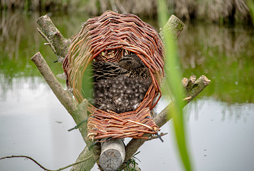 Natur und Biodiversität in der Baumschule von JUB Holland