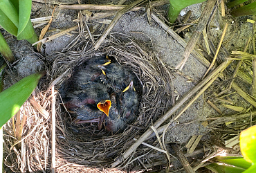 Bollenvogels bij JUB Holland – broedsucces van gele kwikstaarten