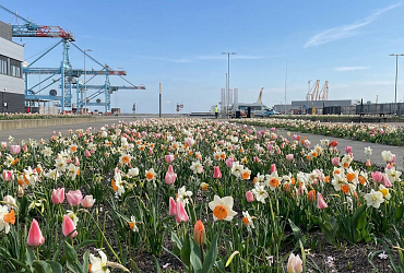  Bloembollen en vaste planten op zout stukje niemandsland