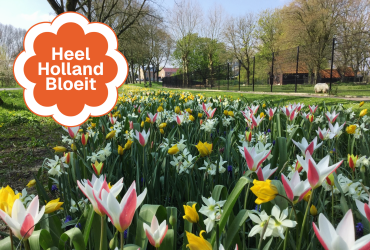 Heel Holland Bloeit van start met landelijke biologische verwilderingsbollenactie