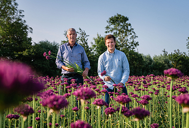 Alliums: sterke sfeermakers voor elk denkbaar project