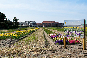 JUB Holland’s Trial Garden: where colour, knowledge and creativity come together