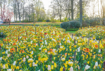 The Field of Gold van JUB Holland schittert nog tot 10 mei op Keukenhof