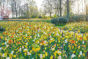 JUB HOLLAND’S THE FIELD OF GOLD SHINES AT KEUKENHOF UNTIL 10 MAY