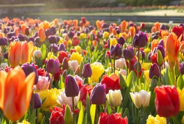 JUB Holland UK Roadshow at RHS Wisley 2026