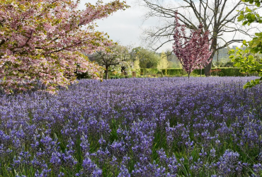 Camassia in focus: the quiet strength for late spring landscapes