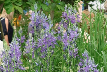 Chelsea Flower Show 2026 through a landscape lens
