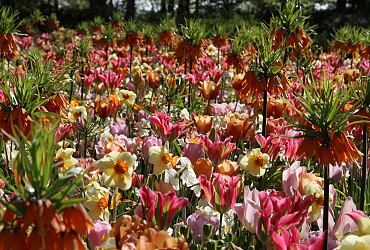 Terugblik op een bijzonder Keukenhof seizoen 2020