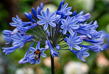 Biodiversiteit in de stedelijke omgeving