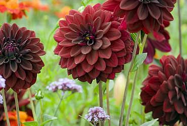 Artikel Zomerbloeiers- de Hovenier