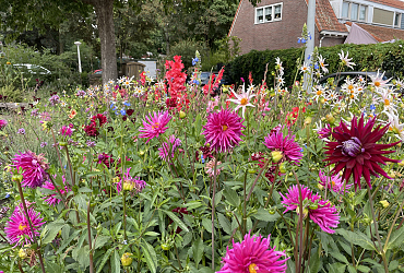 Dahlia's en Gladiolen in Amsterdam!