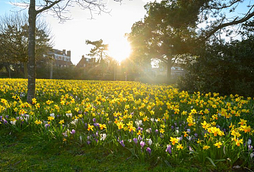 Biologische Bollenteelt