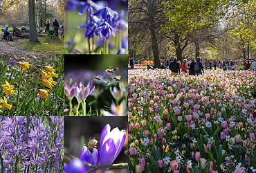 Rijnbeek Perennials, JUB & Keukenhof give unique sneak preview of 75th spring park season