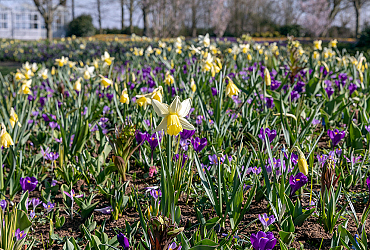 SILK - Keukenhof 21/03/2022