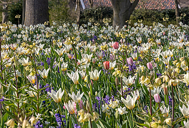 SILK - Keukenhof 29/03/2022