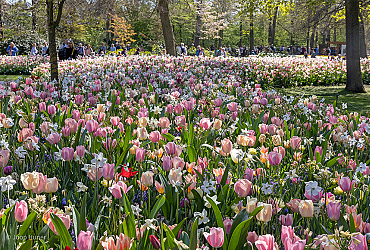 SILK - Keukenhof 22/04/2022