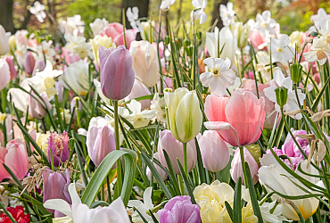 SILK - Keukenhof 03/05/2022