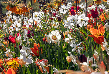 Velvet - Keukenhof 25/04/2023