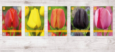 X  200 TULPEN JUMBO 14/+