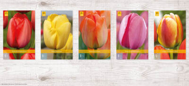 X  350 TULPEN DARWIN HYBRIDE 11/12