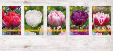 X  350 TULPEN DUBBEL LAAT 11/12
