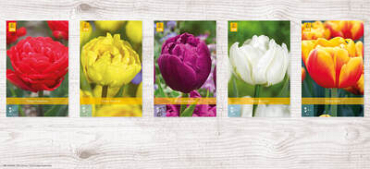 X  350 TULPEN DUBBEL VROEG 11/12