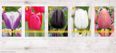 X  350 TULPEN ENKEL LAAT 11/12