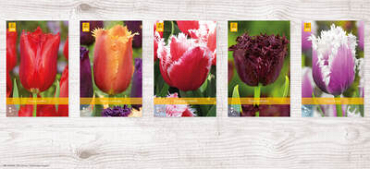 X  350 TULPEN GEFRANJERD 11/12