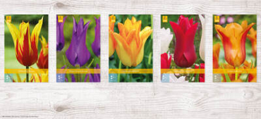 X  350 TULPEN LELIEBLOEMIG 11/12