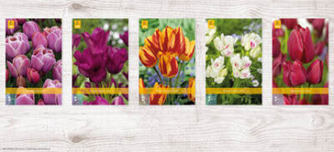 X  350 TULPEN MEERBLOEMIG 11/12