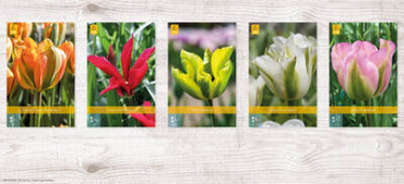 X  350 TULPEN VIRIDIFLORA 11/12
