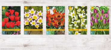 X  500 TULPEN BOTANISCH / SPECIES 6/+