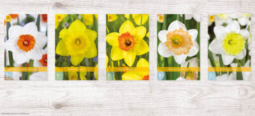 X  200 NARCISSEN 12/14