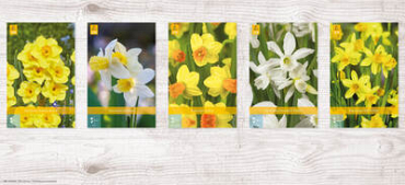 X  300 NARCISSEN BOTANISCH 10/12